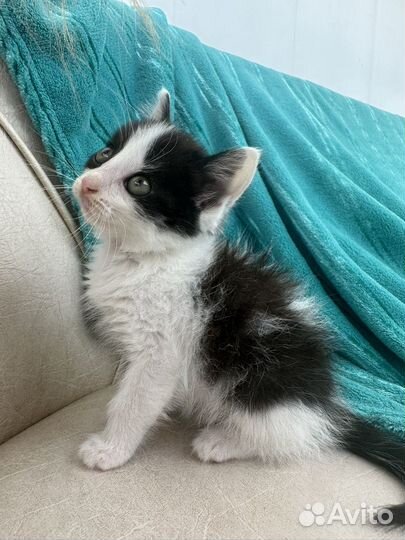 Котенок девочка 2 месяца