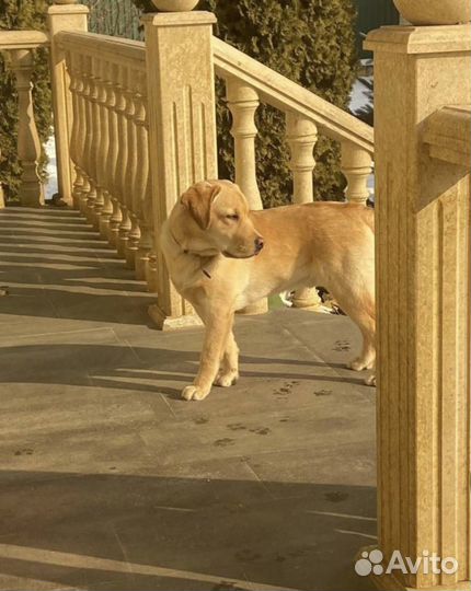 Лабрадор вязка