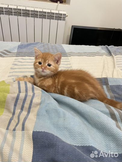 Котята