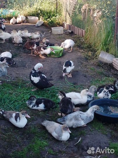 Утята индоутки