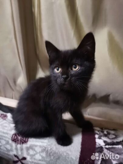 Кошка в дар бесплатно