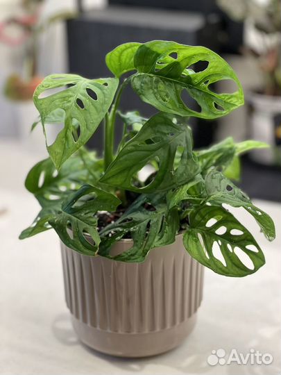 Монстера Адансона (манки), сингониум