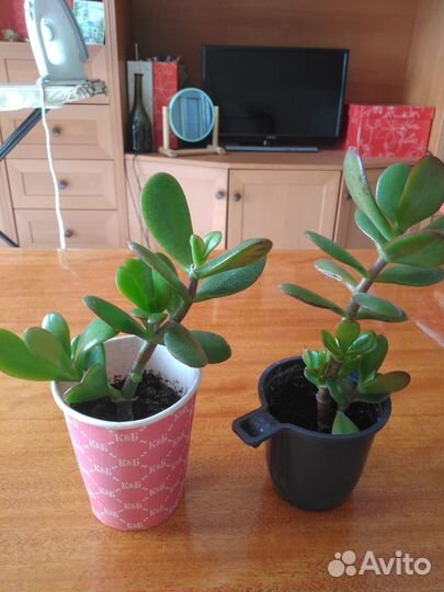 Комнатные растения