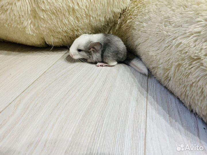 Шиншилла девочка