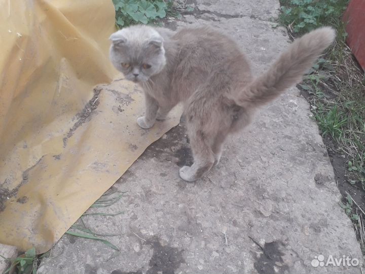 Кошка и котята