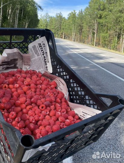 Байкальская малина