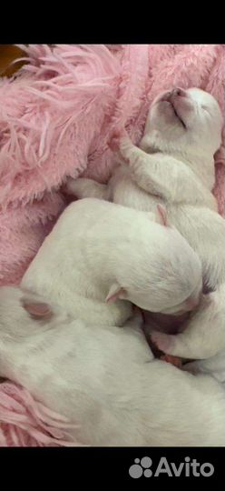 Щенки чихуахуа