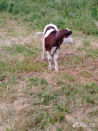 Телочка 2,5 месяца