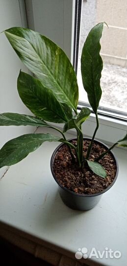 Спатифиллум даймонд вариегатный