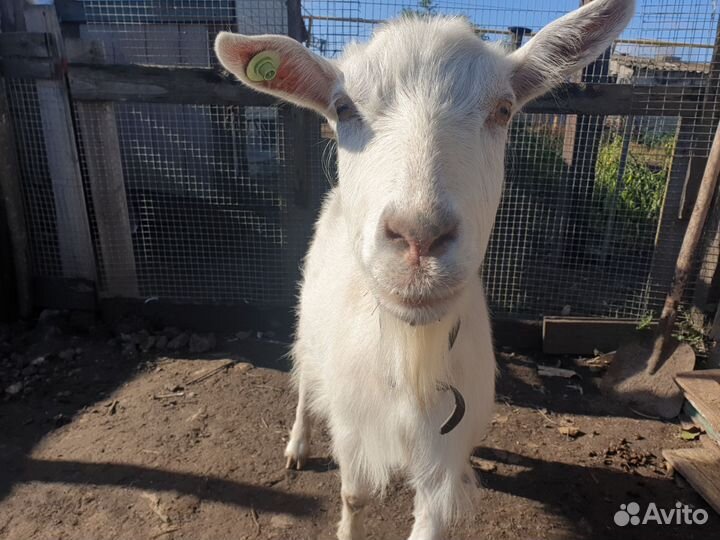 Коза дойная