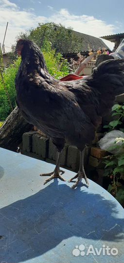 Породная птица