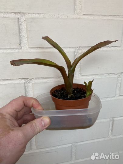 Неорегелия