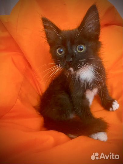 Котенок мальчик с изумрудными глазами