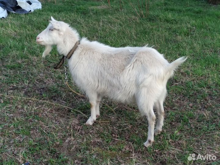 Альпийские козлята и козы разные