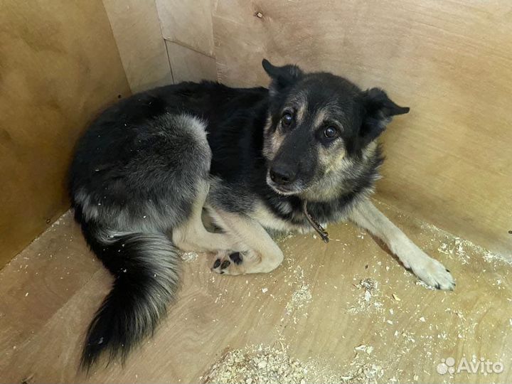 Пёс-трусишка очень хочет обрести семью