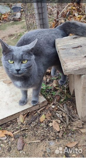 Отдам в добрые руки