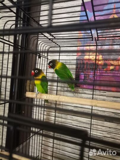 Пара неразлучников с клеткой