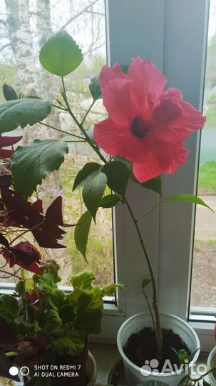 Комнатные растения