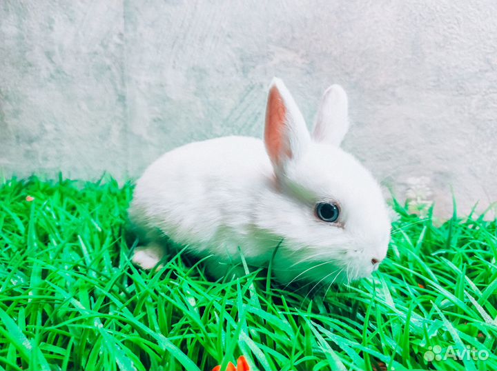 Карликовый кролик - размером с ладонь