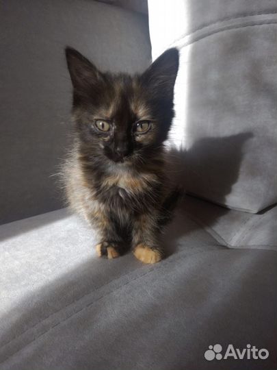 Кошка (девочка)