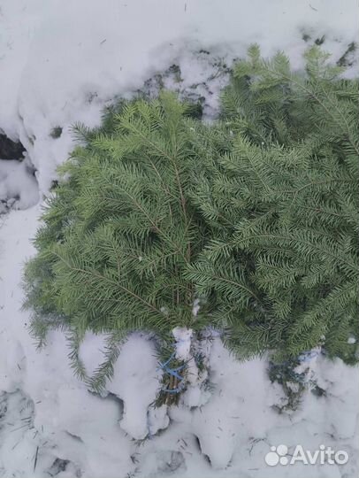 Веник из пихты