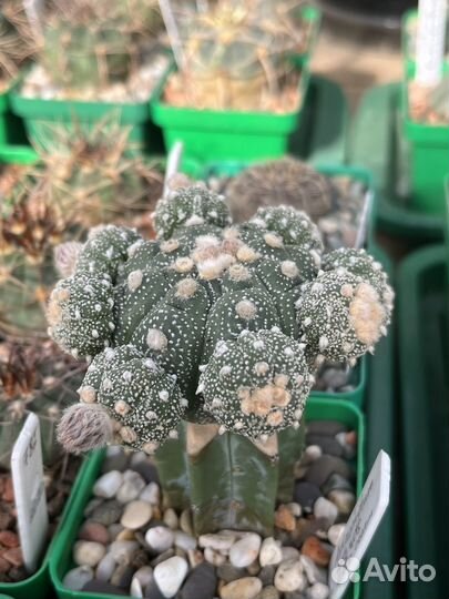 Кактусы редкие