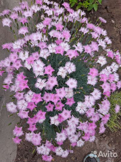 Ирис, гвоздики