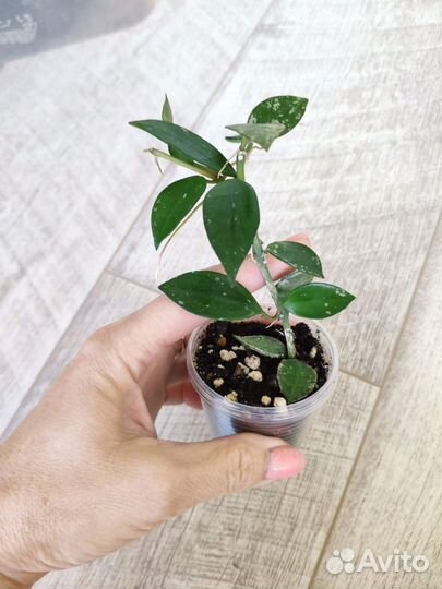 Хойя Лакуноза Эскимо