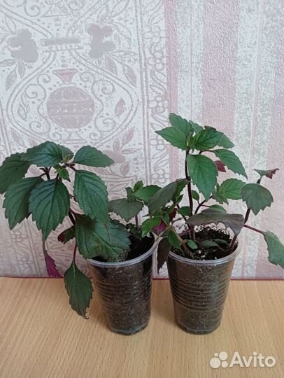 Ахименесы (комнатные цветы)