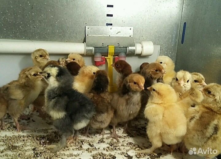 Инкубационные яйца кур, гусей, цыплята, гусята