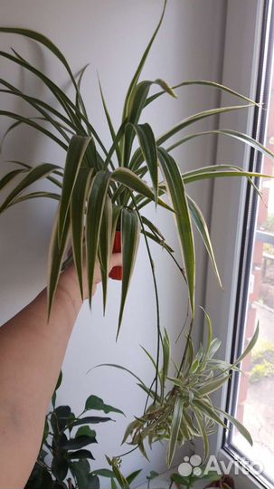 Хлорофитум хохлатый