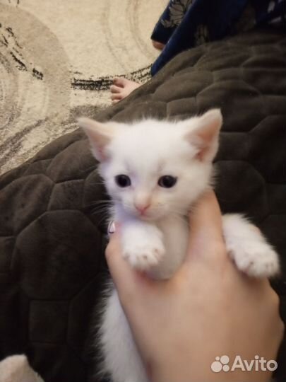 Котенок бесплатно