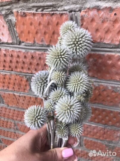Сухоцвет эхинопс мини натуральный