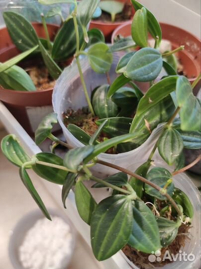 Пеперомия Ангулата Страйб