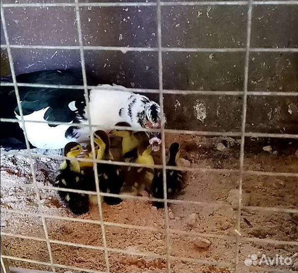 Мускусные утята