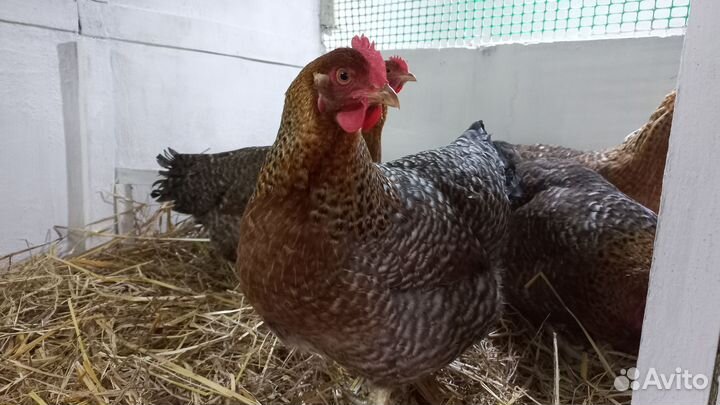 Инкубационное яйцо и цыплята мясо-яичных пород кур