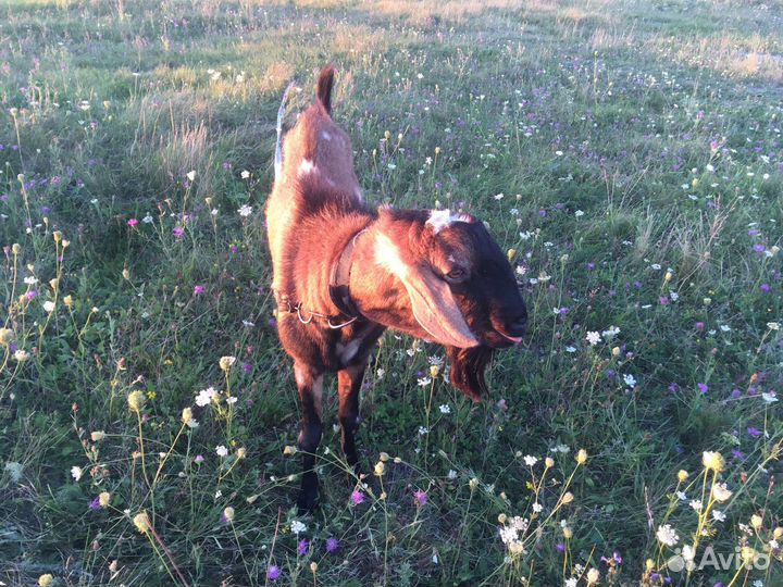 Нубийский козел