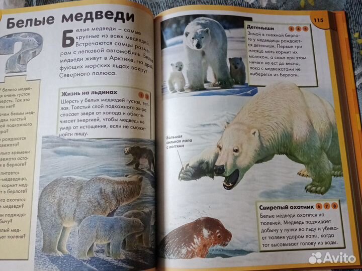 Детские книги, энциклопедии для школьников 6+