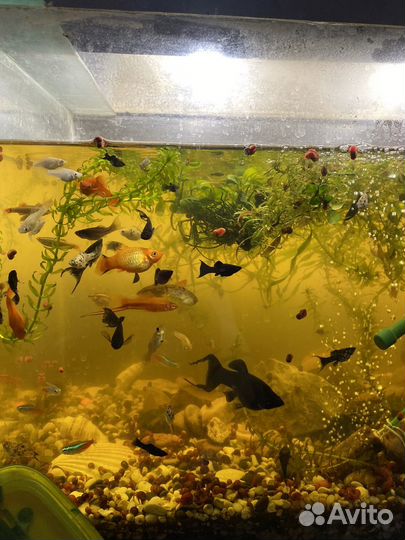 Моллинезия