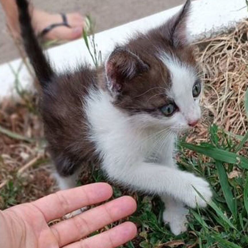 Котята в добрые руки бесплатно