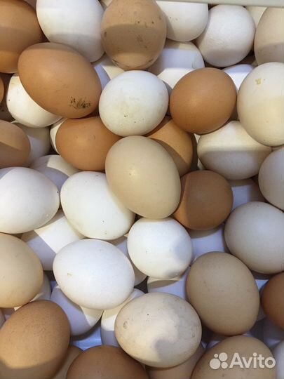 Домашние куриные яйца