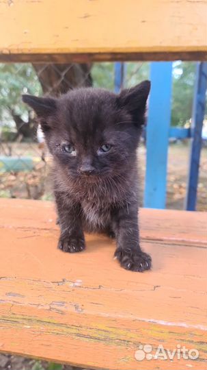 Отдам котенка в добрые руки