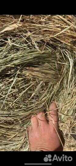 Сено, солома, доставка