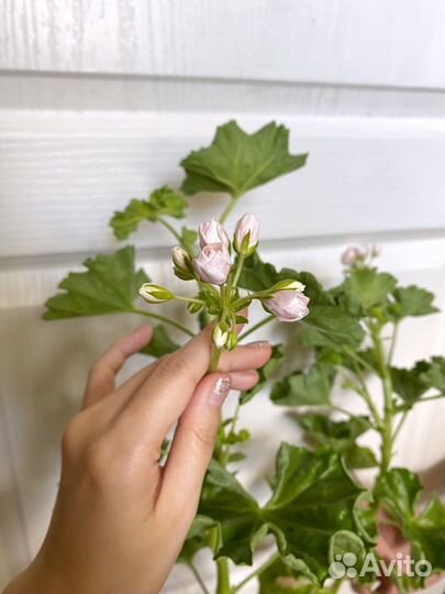 Пеларгония сортовая