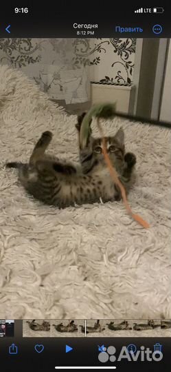 Кошка в добрые руки