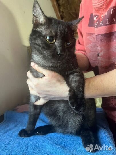 Котик в добрые руки