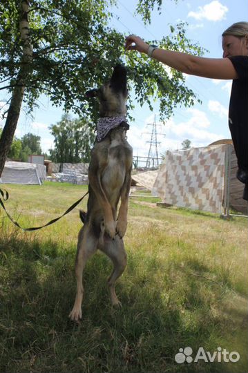 Собака в добрые руки, Тэдди