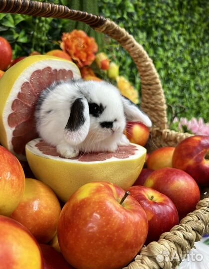 Кролики мини