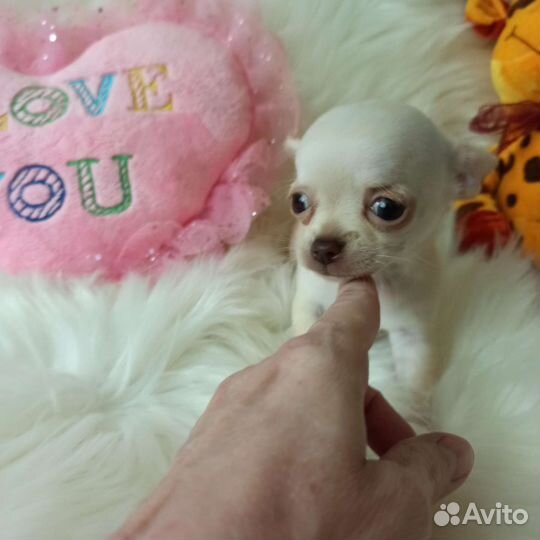 Малыши Чихуахуа Микро и Мини.и взрослые девочки