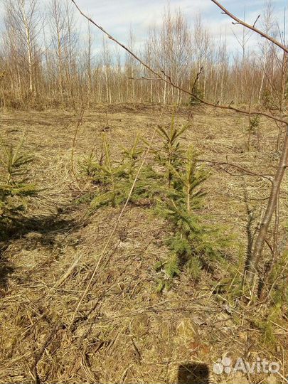 Ель, дуб, клен, береза, рябина, липа саженцы